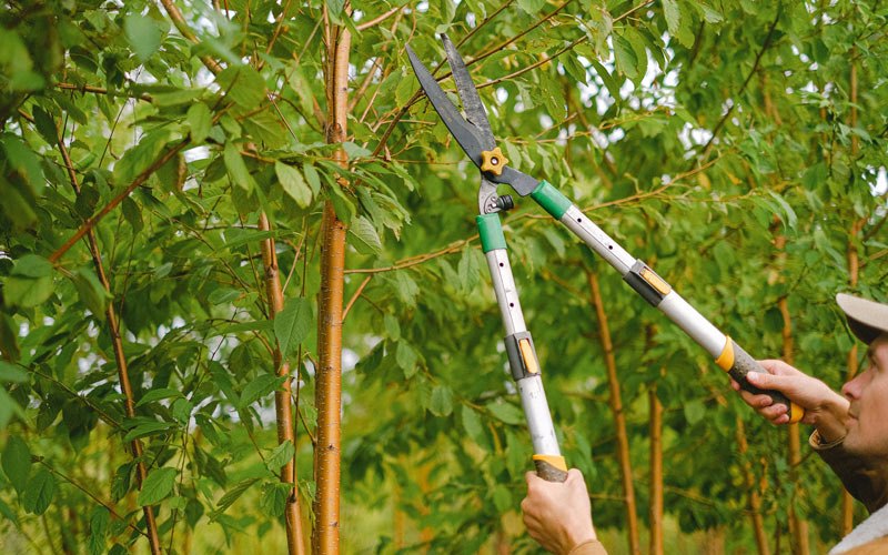Tree trimming in Goehner, NE