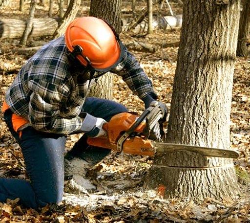 Tree Removal in Goehner, NE